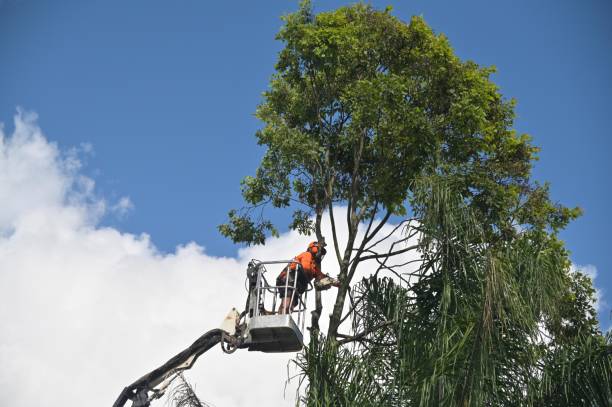Best Tree Removal  in Hazlehurst, MS