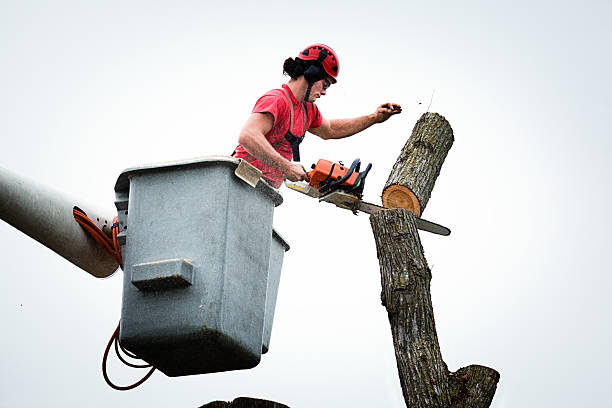 Best Emergency Tree Removal  in Hazlehurst, MS
